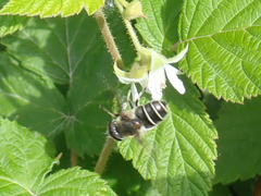Eristalis obscura