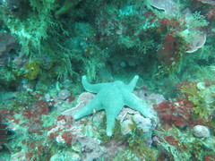 Asteroidea