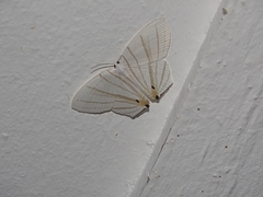 Dissoprumna erycinaria