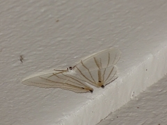 Dissoprumna erycinaria