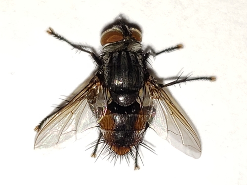 Winthemia okefenokeensis