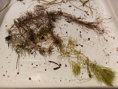 Myriophyllum sibiricum