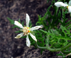 Blumenbachia insignis