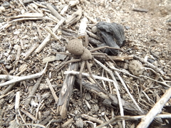 Sicarius thomisoides