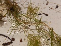 Myriophyllum sibiricum