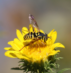 Spilomyia interrupta