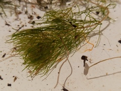 Myriophyllum sibiricum