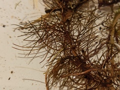 Myriophyllum sibiricum