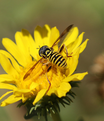 Spilomyia interrupta