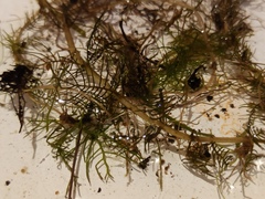 Myriophyllum sibiricum