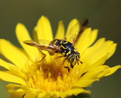 Spilomyia interrupta