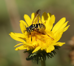 Spilomyia interrupta