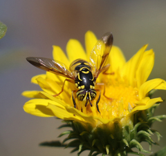 Spilomyia interrupta