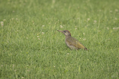 Picus viridis