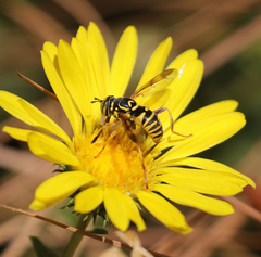 Spilomyia interrupta