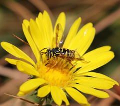 Spilomyia interrupta