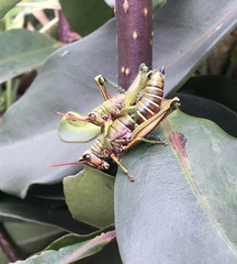 Agesander ruficornis