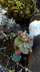 Phedimus stellatus