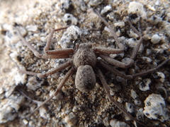 Sicarius thomisoides