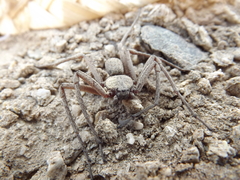 Sicarius thomisoides