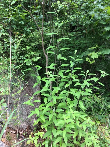 Image of Helianthus resinosus by no rights reserved