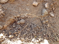 Sicarius thomisoides