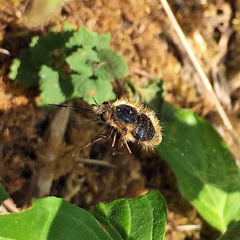 Bombylius venosus