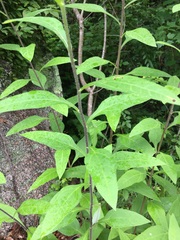 Helianthus resinosus