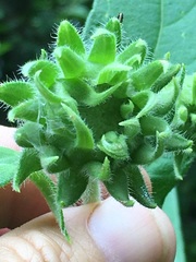 Helianthus resinosus