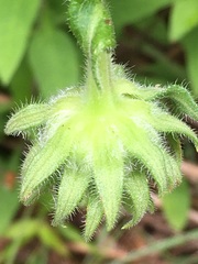 Helianthus resinosus