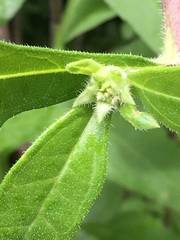 Helianthus resinosus