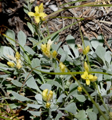 Physaria didymocarpa