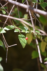 Lycianthes stephanocalyx