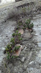 Petrosedum sediforme