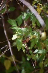 Lycianthes stephanocalyx
