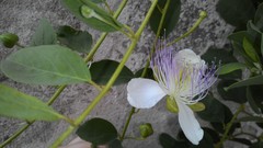 Capparis