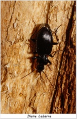 Platynus decentis