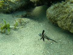 Pareques acuminatus