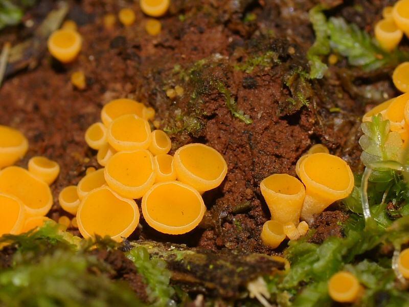 Yellow Earth Buttons