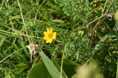 Coreopsis palmata