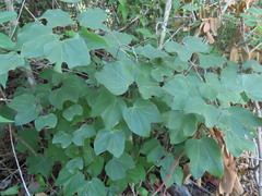 Bauhinia divaricata