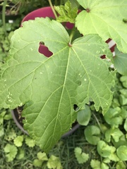 Abelmoschus esculentus