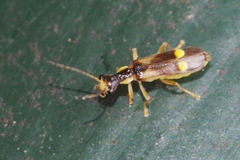 Malthininae