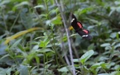 Image of Parides iphidamas