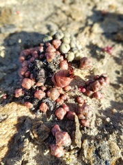 Crassula barklyi