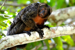 Pithecia chrysocephala