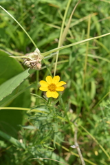 Coreopsis palmata
