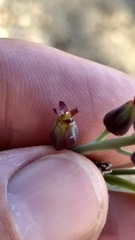 Streptanthus campestris