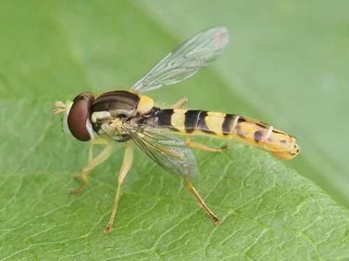 Photo of Common Globetail (Sphaerophoria scripta)