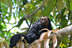 Pithecia chrysocephala